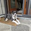 ARES