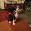 ARES