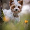 ANOUK, Yorkshire