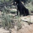 Urus, Cane Corso