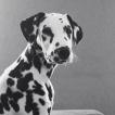 Venom, Dalmatien