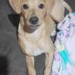 Luna, Pinscher