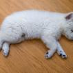 Foxy, Pastore Svizzero Bianco