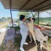 Sishuka, Anatolian Shepherd Dog