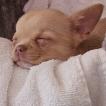 Kira, Chihuahua