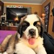 Chunk, Saint Bernard