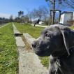Albus, Cane Corso