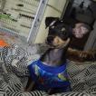 Zeca, Pinscher