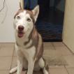 Raika