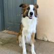 Lara, Border Collie