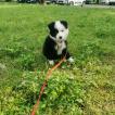 Gin, Altri cani