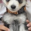 Zoe, Husky Siberien