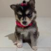 Cloe, Husky Siberien
