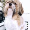Amy, Shih Tzu