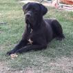 Irak, Cane Corso
