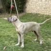 Raoul