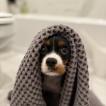 Chatlotte, Cavalier King Charles Spaniel