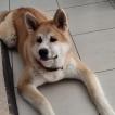 Akano, Akita Japonés