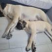 Ingrid, Mastino inglese