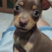 Frederico, Pinscher