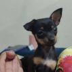Francisca, Pinscher