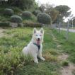 PIXIE P. LUDO, Berger Blanc Suisse