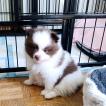 Tessa, Spitz