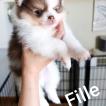 Telma, Spitz
