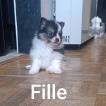 Sweety, Spitz
