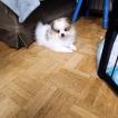 Lily 2, Spitz