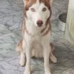 Raika