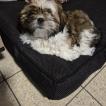 Joy, Shih Tzu