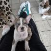 Ice, French bulldog