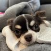 Florinda, Chihuahua