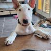 Arthas, Bull Terrier
