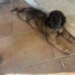 Athena, Leonberger