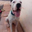 LOBO