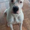 LOBO