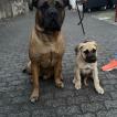Liesel, Presa canario