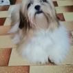 Minnie, Shih Tzu