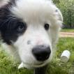 kali, Border Collie