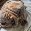 Bruce, Bulldog