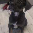 Zeus, Cane Corso