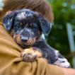 Fynn, Beauceron