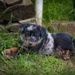 Fynn