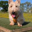 Lockie, Scottish Terrier
