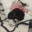 Fred, Cavalier King Charles