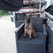 Aloy, Malinois Shepherd Dog