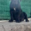 Dante, Cane Corso