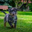 Fynn